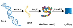 مراحل بیان ژن از DNA به RNA و سپس به پروتئین