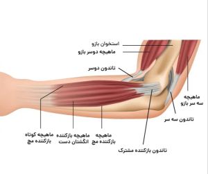 آناتومی عضلات آرنج