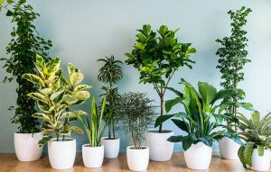 انواع گیاهان آپارتمانی