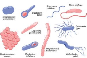 انواع باکتری‌ها