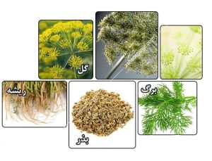 اجزای مختلف گیاه شوید- شامل برگ، بذر، ریشه و گل شوید.jpg