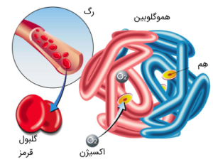 اجزای گلبول‌های قرمز خون انسان