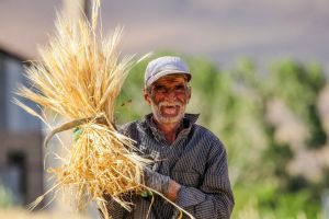 کشاورز ایرانی در حال برداشت دستی گندم با داس