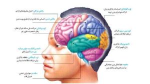 مغز و عملکرهای مختلف هر بخش آن.jpg