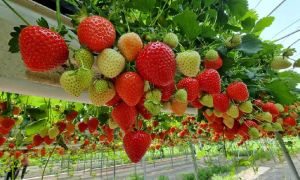 توت فرنگی - نوعی میوه تابستانی