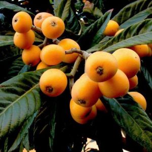میوه‌های درخت ازگیل در تصویر به رنگ زرد مایل به نارنجی هستند.