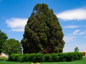 سرو ابرکوه با عمر تقریبی ۴۵۰۰ سال به‌عنوان پیرترین درخت ایران و آسیا و و پس از کاج متوشلخ در کالیفرنیا دومین درخت پیر جهان به حساب می‌آید.