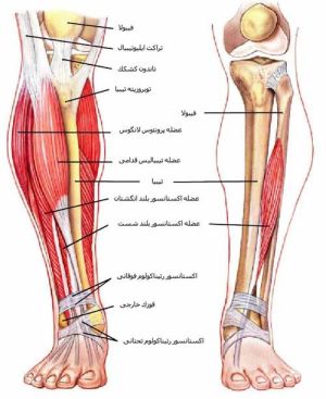 تصویری از آناتومی ساق پا