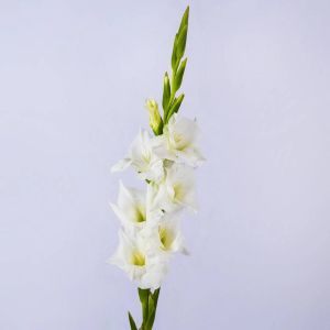 یک شاخه گل گلایل سفید.jpg