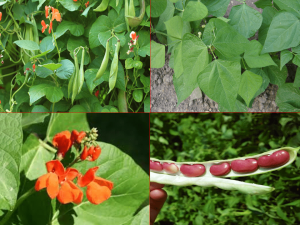 گیاه لوبیا به همراه برگ‌های قلبی شکل، گل‌های نارنجی رنگ، پوسته‌ی سبز رنگ و دانه‌های لوبیا .png