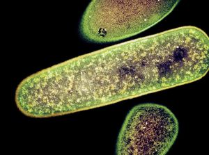 تصویری-از-باکتری-شیگلا-یکی-از-عوامل-ایجاد-بیماری-اسهال.jpg