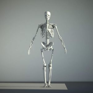 ماکت اسکلت و استخوان‌های انسان.jpg