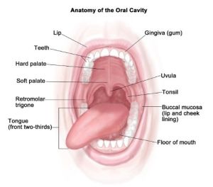 تصویری از آناتومی دهان