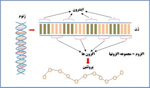 اگزون ها و اینترون ها و جایگاه آنها در ژن و نحوه ساخته شدن RNA