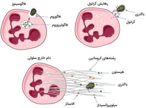 نوتروفیل‌ها با سه مکانیسم فاگوسیتوز، رهایش گرانول‌ها و دام خارج سلولی در دفاع غیراختصاصی بدن شرکت می‌کنند.