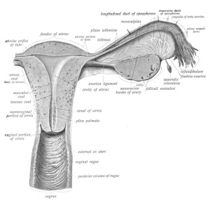 آناتومی واژن و رحم و تخمدان