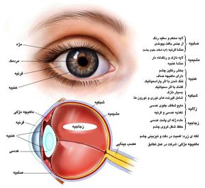 چشم انسان و بخش‌های مختلف آن