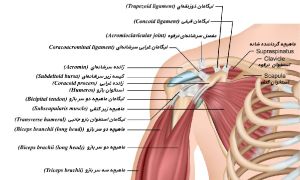 قسمت‌های مختلف شانه.jpg