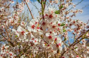 شکوفه-درختان-در-فصل-بهار.jpg