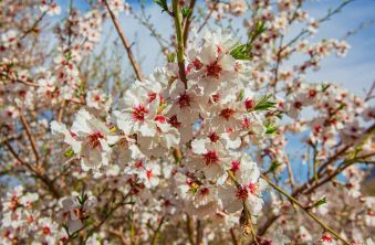 شکوفه درختان در فصل بهار